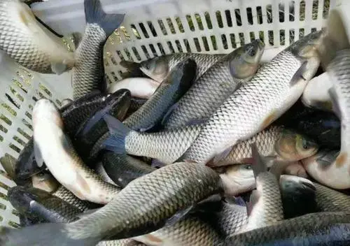 草鱼高效养殖模式与技术 如何养殖草鱼才能产生高效益