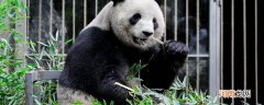 熊猫的生活习性和外貌