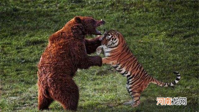 老虎最怕的动物是什么 老虎最怕什么动物