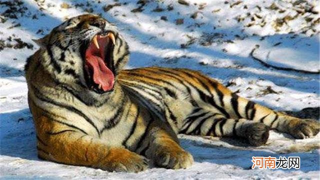 老虎最怕的动物是什么 老虎最怕什么动物