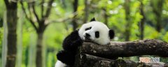 熊猫的性格和习惯