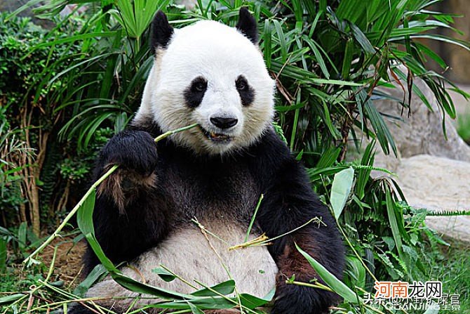 大熊猫被称为中国国宝的原因 熊猫为什么是国宝
