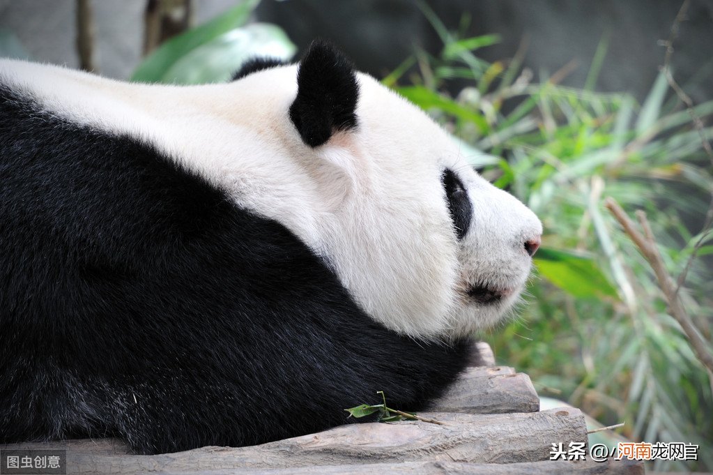 大熊猫被称为中国国宝的原因 熊猫为什么是国宝