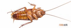 蟑螂喜欢吃什么?