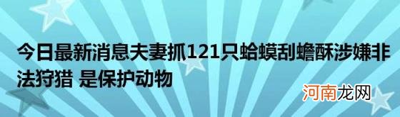 今日最新消息夫妻抓121只蛤蟆刮蟾酥涉嫌非法狩猎是保护动物