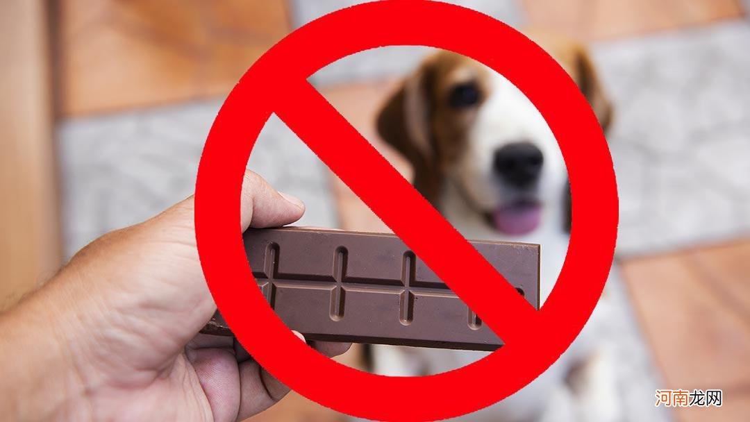 狗如果吃了巧克力该怎么办 为什么狗不能吃巧克力