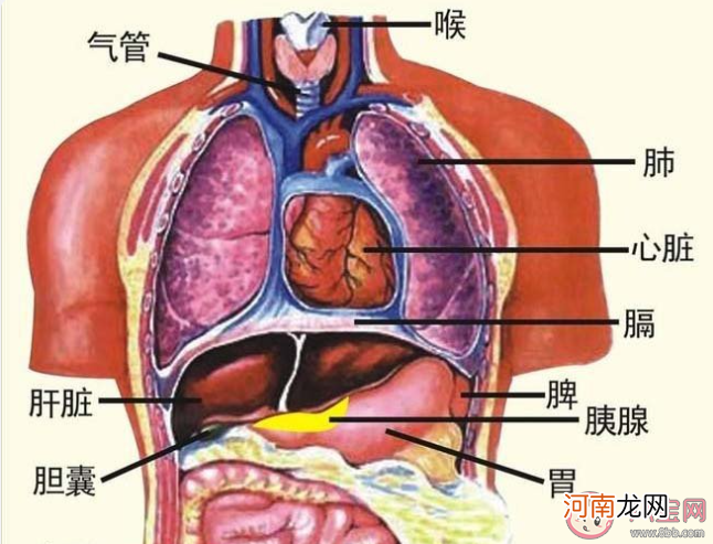 长期喝护肝茶|长期喝护肝茶真的有用吗 怎样养护肝脏