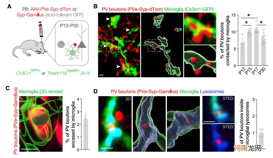 Cell：科学家揭示发育期小胶质细胞选择性修剪抑制性突触机制