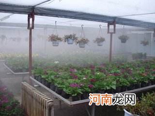 重庆种植大棚喷雾加湿系统在哪里 重庆种植大棚喷雾加湿系统在哪