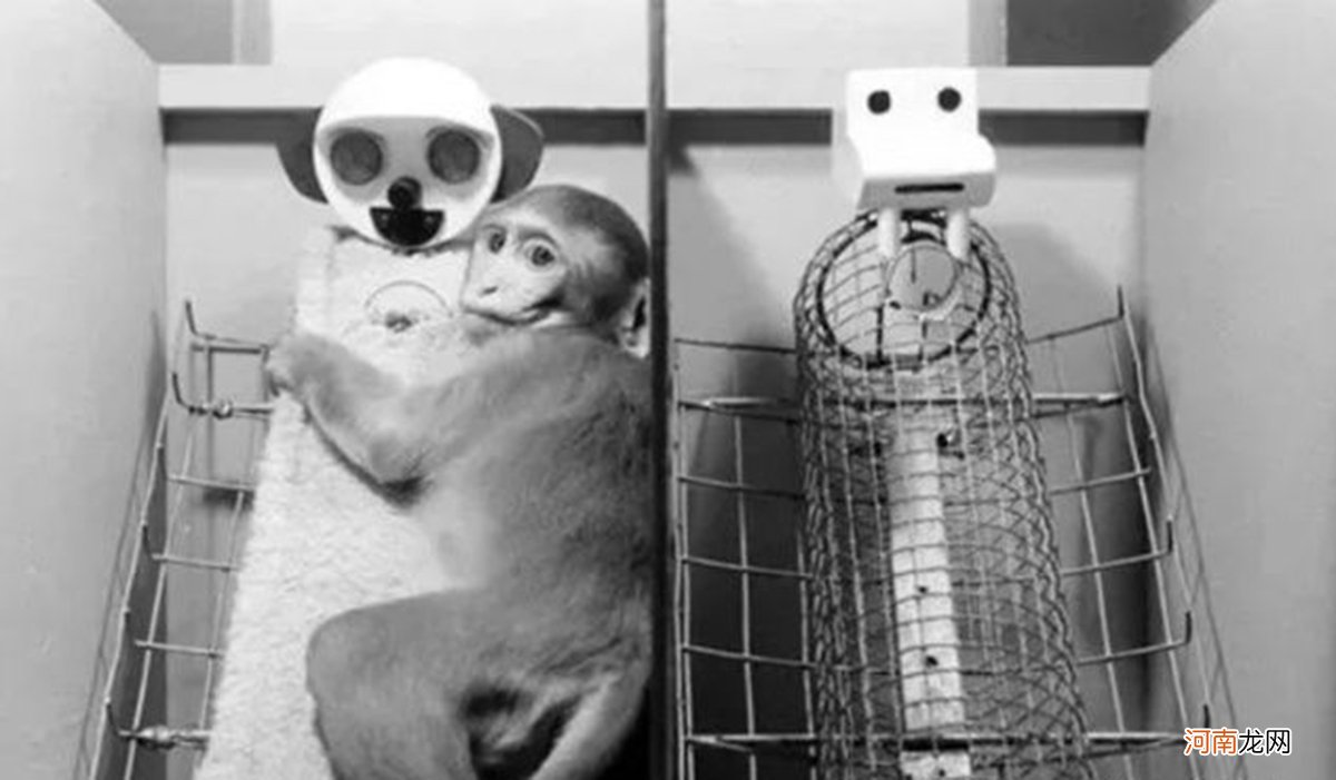 恒河猴实验：以爱之名义，做残忍虐心的实验？使众多幼儿重获母爱