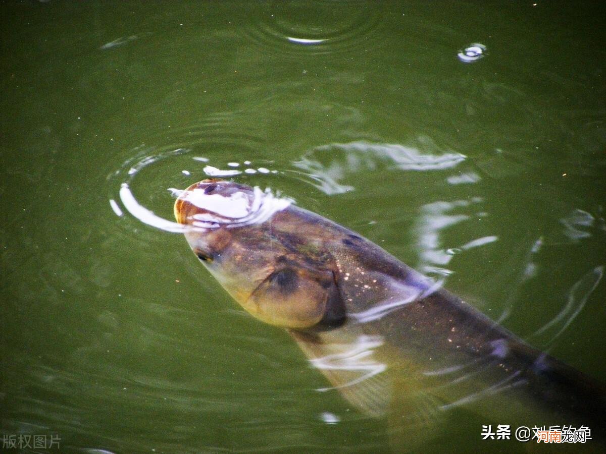 钓鲢鳙怎么调漂教学 浮钓鲢鳙的调漂方法