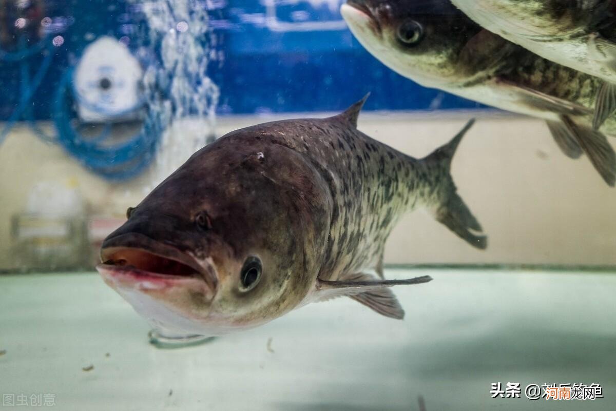 钓鲢鳙怎么调漂教学 浮钓鲢鳙的调漂方法