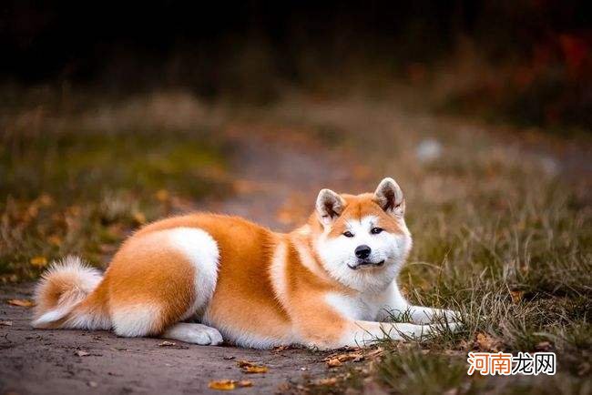 为什么秋田犬被禁养 秋田犬为什么禁养