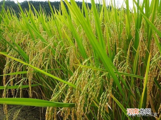 水稻在什么季节成熟 稻子什么季节成熟