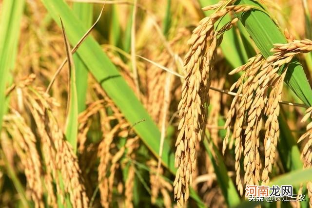 水稻在什么季节成熟 稻子什么季节成熟