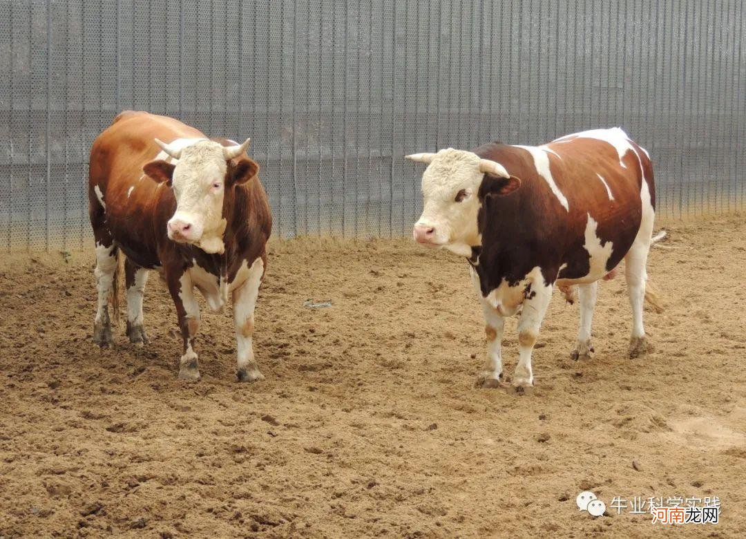 建一个养牛大棚多少钱 养牛场项目可行性研究报告