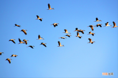 世界上飞得最高的鸟前十种 飞的最高的鸟排名