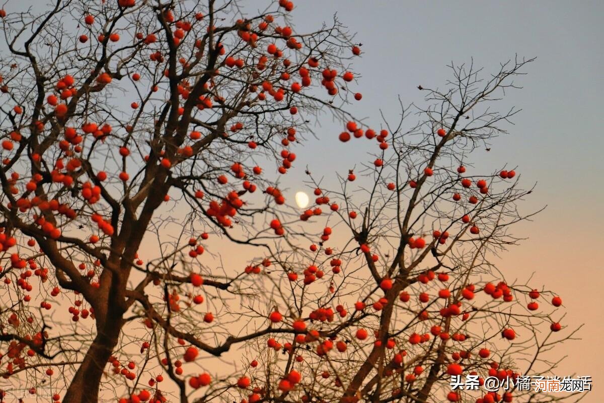 庭院内栽什么树镇宅旺财 门口种什么树对风水好又招财