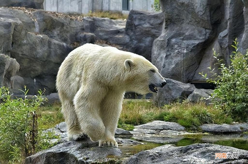 北极熊的毛是什么颜色 北极熊是什么颜色的