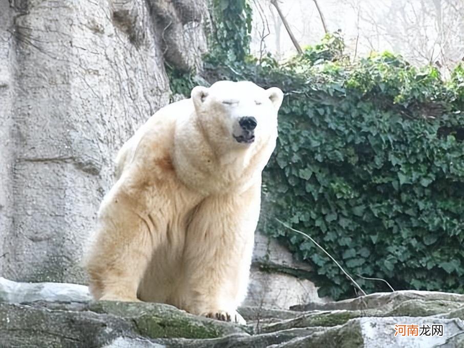 北极熊的毛是什么颜色 北极熊是什么颜色的