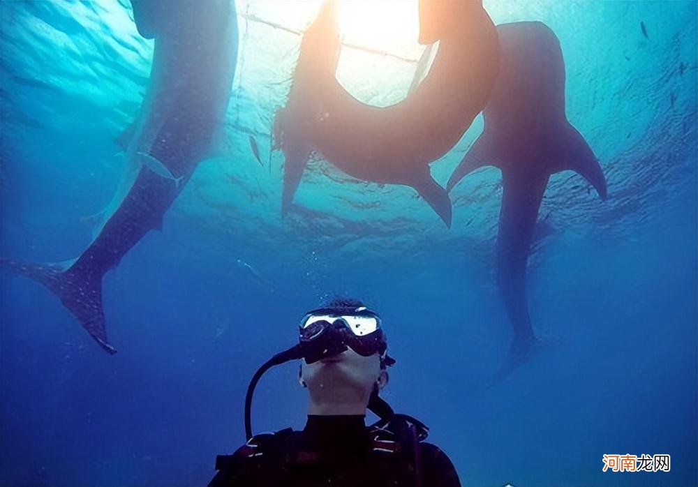 世界上最大的鱼鲸鲨20米 世界上最大的鱼类