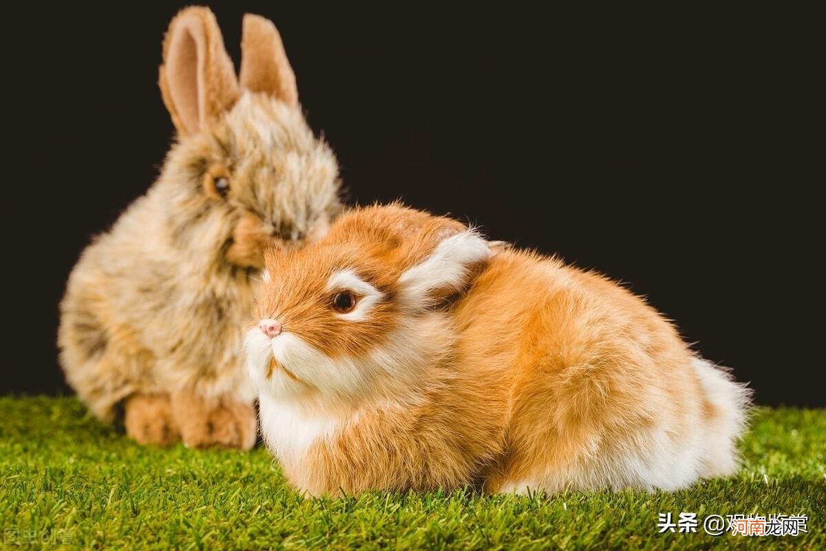 养兔子对人有哪些影响 家兔的养殖与注意事项