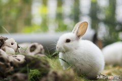 养兔子对人有哪些影响 家兔的养殖与注意事项