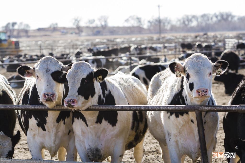 国内的肉牛养殖成本 肉牛养殖成本和利润2022