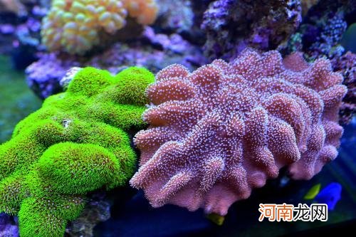 珊瑚礁是活的还是死的 珊瑚虫是动物还是植物