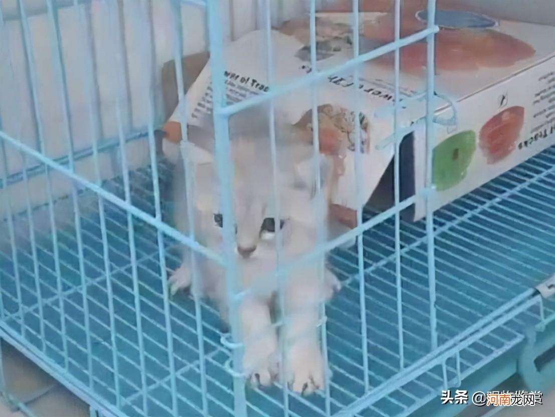 上班时间把猫关笼子里好吗 上班把猫关笼子8小时