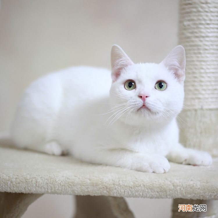 英短猫常见的几种颜色的价格 重点色英短多少钱一只