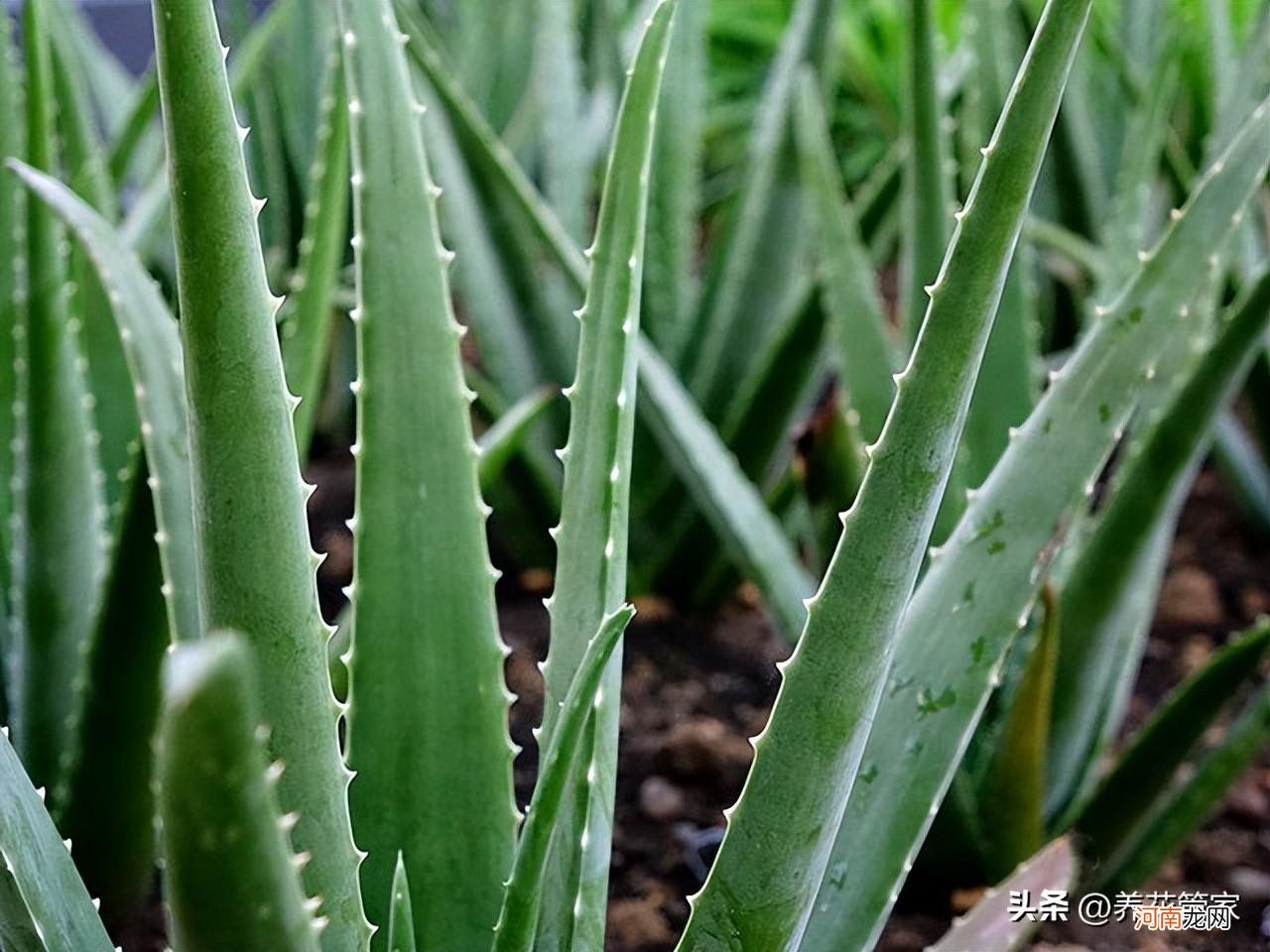 哪种绿植最吸甲醛 吸甲醛最好的室内绿植是什么