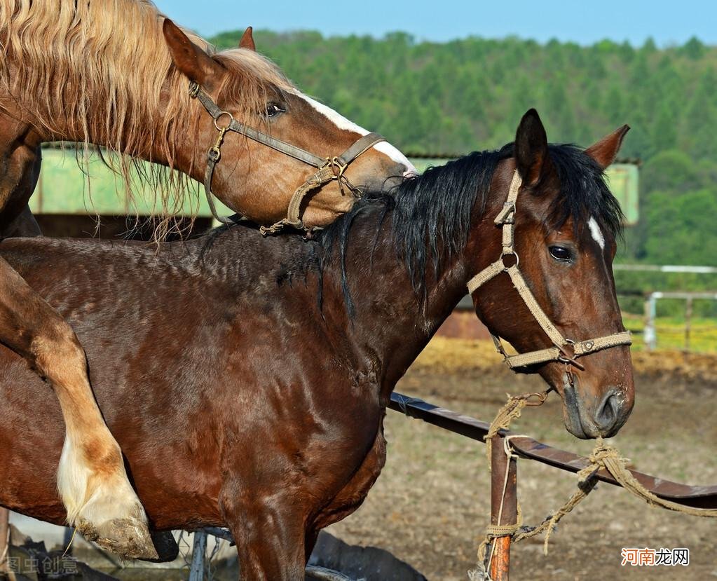 马是如何繁殖方式 动物世界马的繁殖