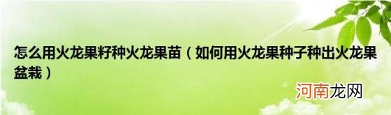 如何用火龙果种子种出火龙果盆栽 怎么用火龙果籽种火龙果苗