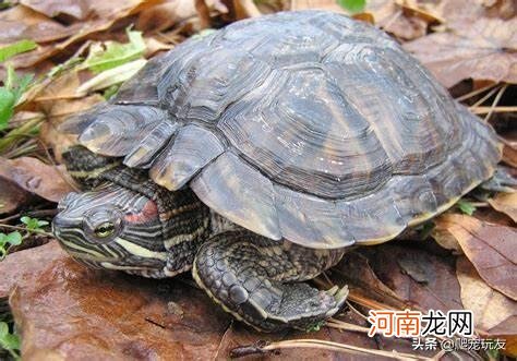 普通乌龟离开水能活多久 乌龟离开水能活多久