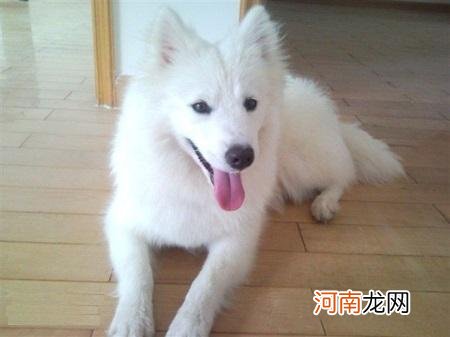 银狐犬智商相当于人类几岁 银狐犬智商排第几