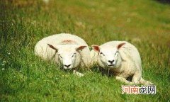 17年属羊的运势如何 2018年属羊的运势如何