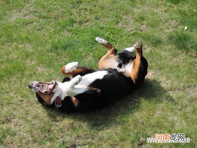 梦到蛇咬自己腿 梦到蛇咬自己腿是什么征兆