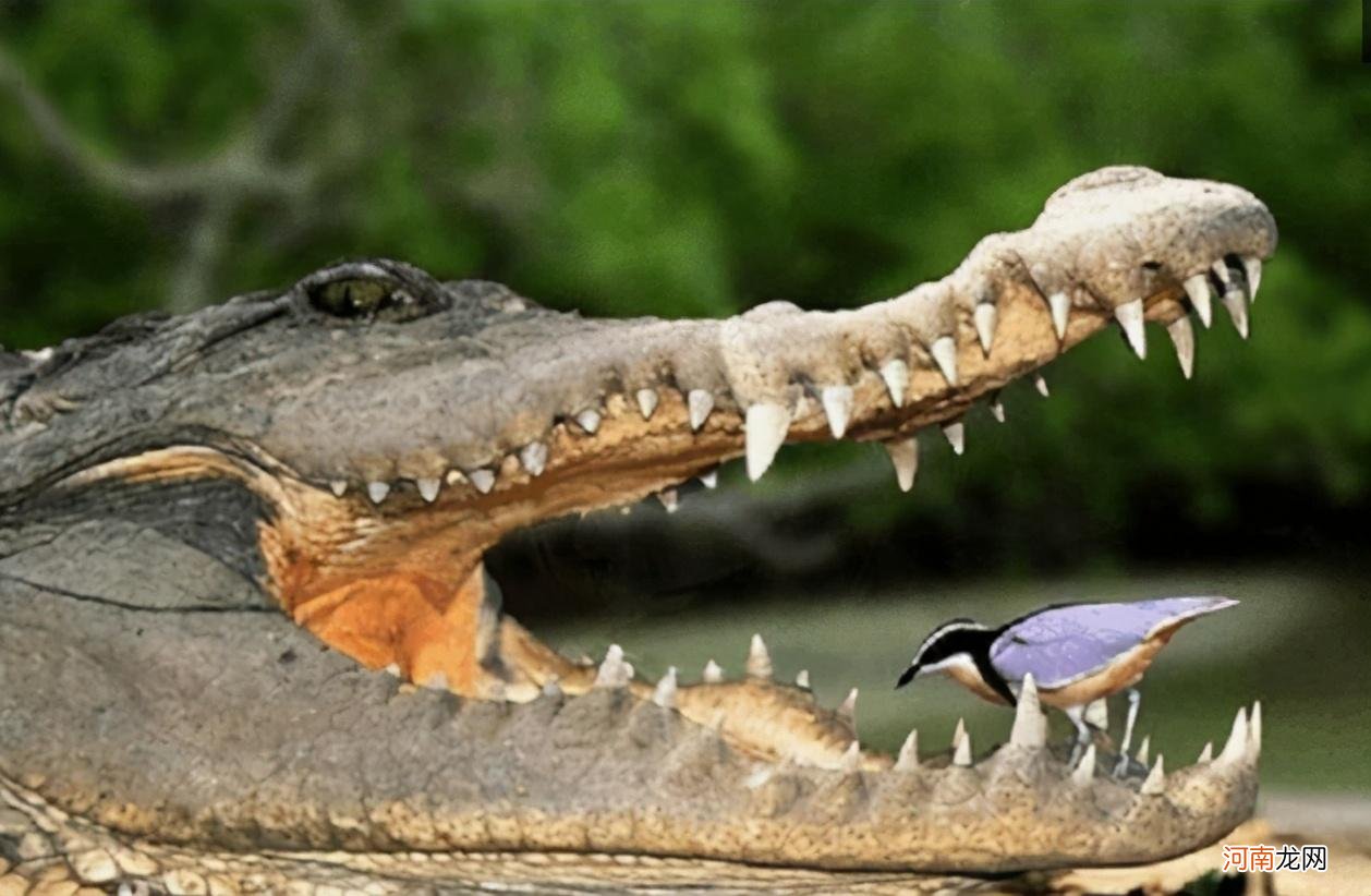 鳄鱼与牙签鸟存在什么互生关系 牙签鸟和鳄鱼的关系