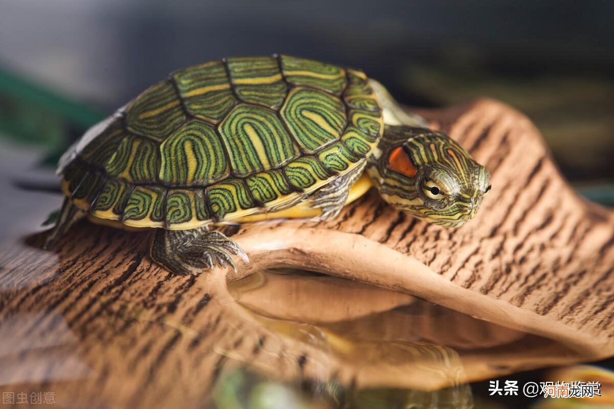 乌龟的生活环境及特点 乌龟的生活方式及特点有哪些