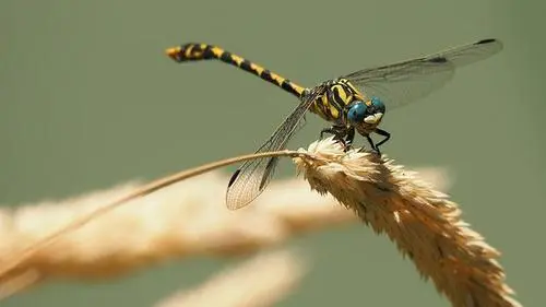 蜻蜓最大的本领是什么 蜻蜓的特点和本领