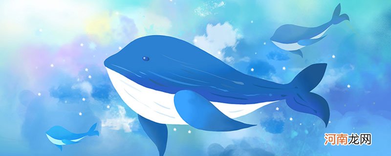 蓝鲸的特点 蓝鲸有哪些特点
