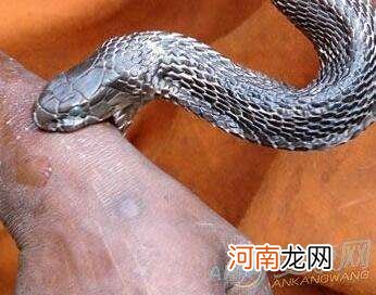 梦见蛇是什么意思周公解梦大全 梦见蛇是什么意思周公解梦大全查询