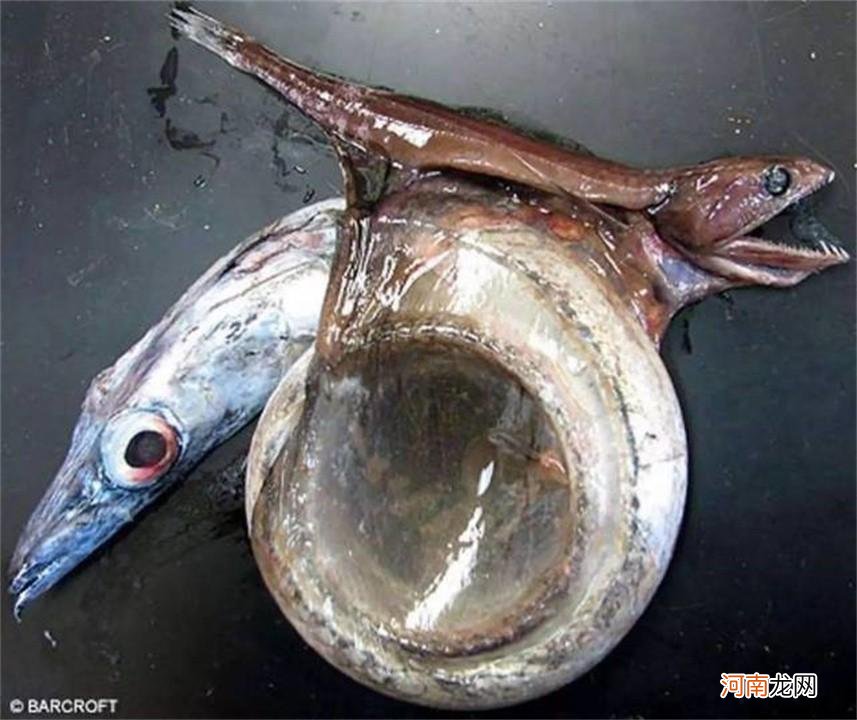 自然界最恐怖的鱼恐怖之处 世界上最恐怖的鱼