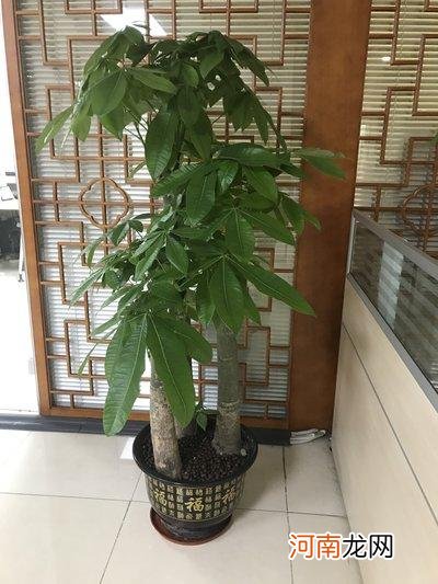 客厅养什么花聚财又镇宅 客厅最旺宅的大型植物