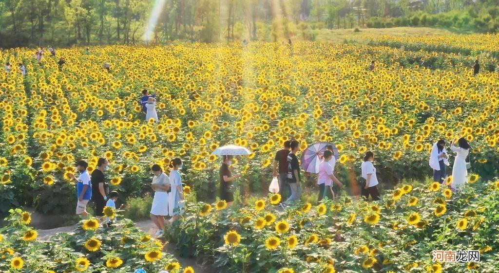 安徽涡阳： 湿地公园葵花开