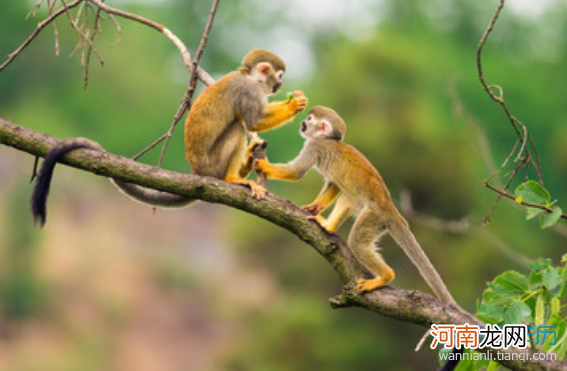 生肖猴的运势 生肖猴的运势详解