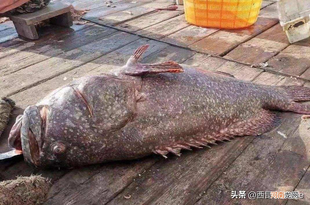 300斤龙胆石斑鱼多少钱一斤 龙胆石斑鱼多少钱一斤