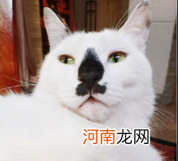 小猫的名字有哪些非常好听 猫咪在古代的名字