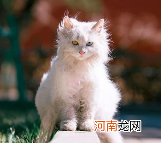 小猫的名字有哪些非常好听 猫咪在古代的名字